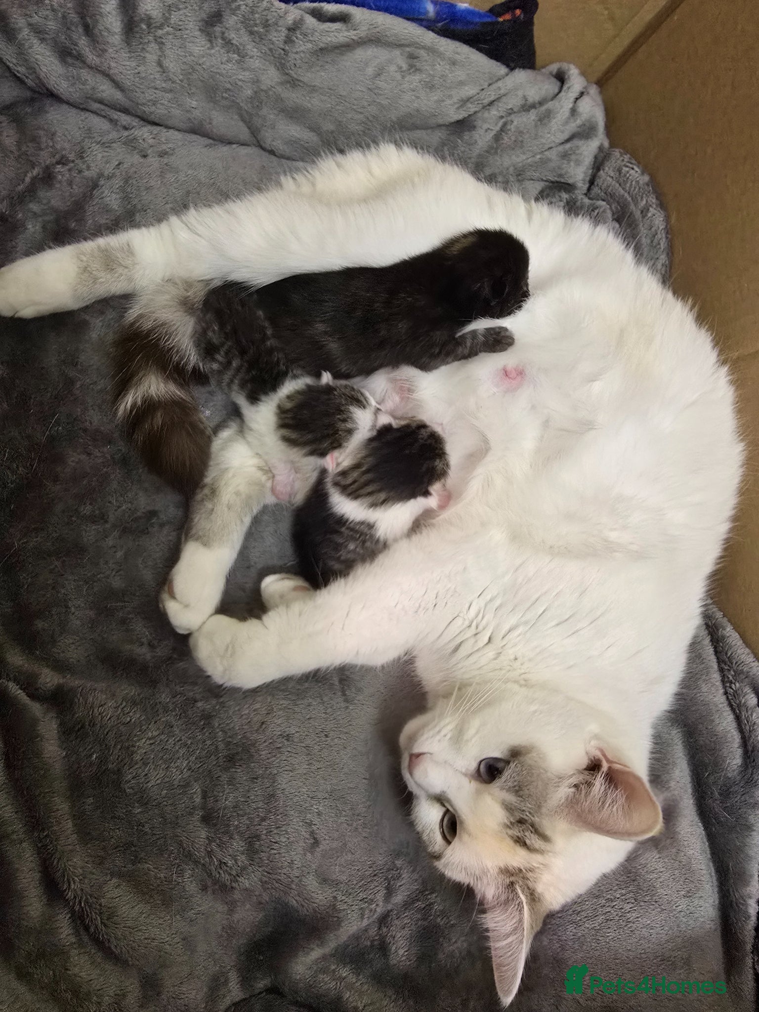 Mixed Breed cats Beautiful playful kittens for sale - Advert 1