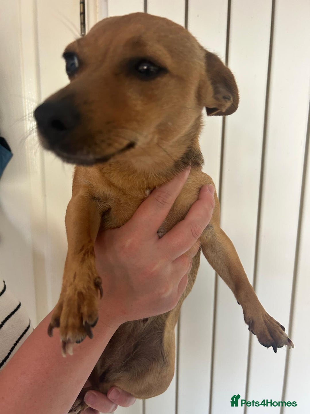 Mixed Breed dogs for sale: Looking for loving home - Image 2