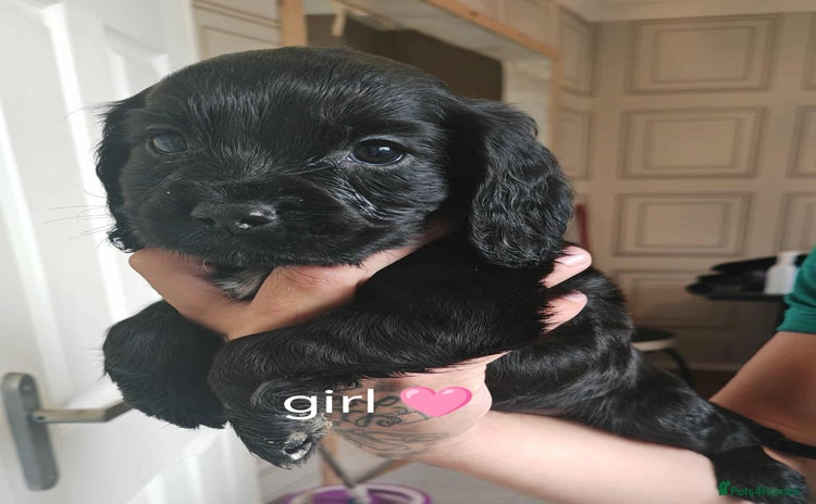 Cocker Spaniel dogs - Advert 12