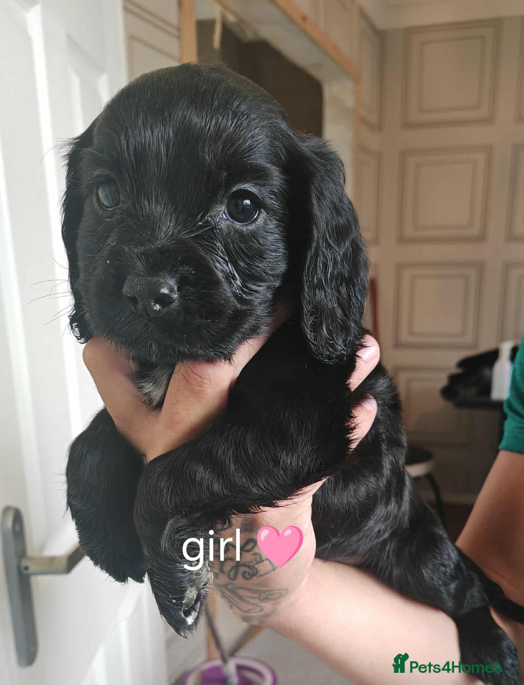 Cocker Spaniel dogs for sale: Cocker spaniel pups - Image 1