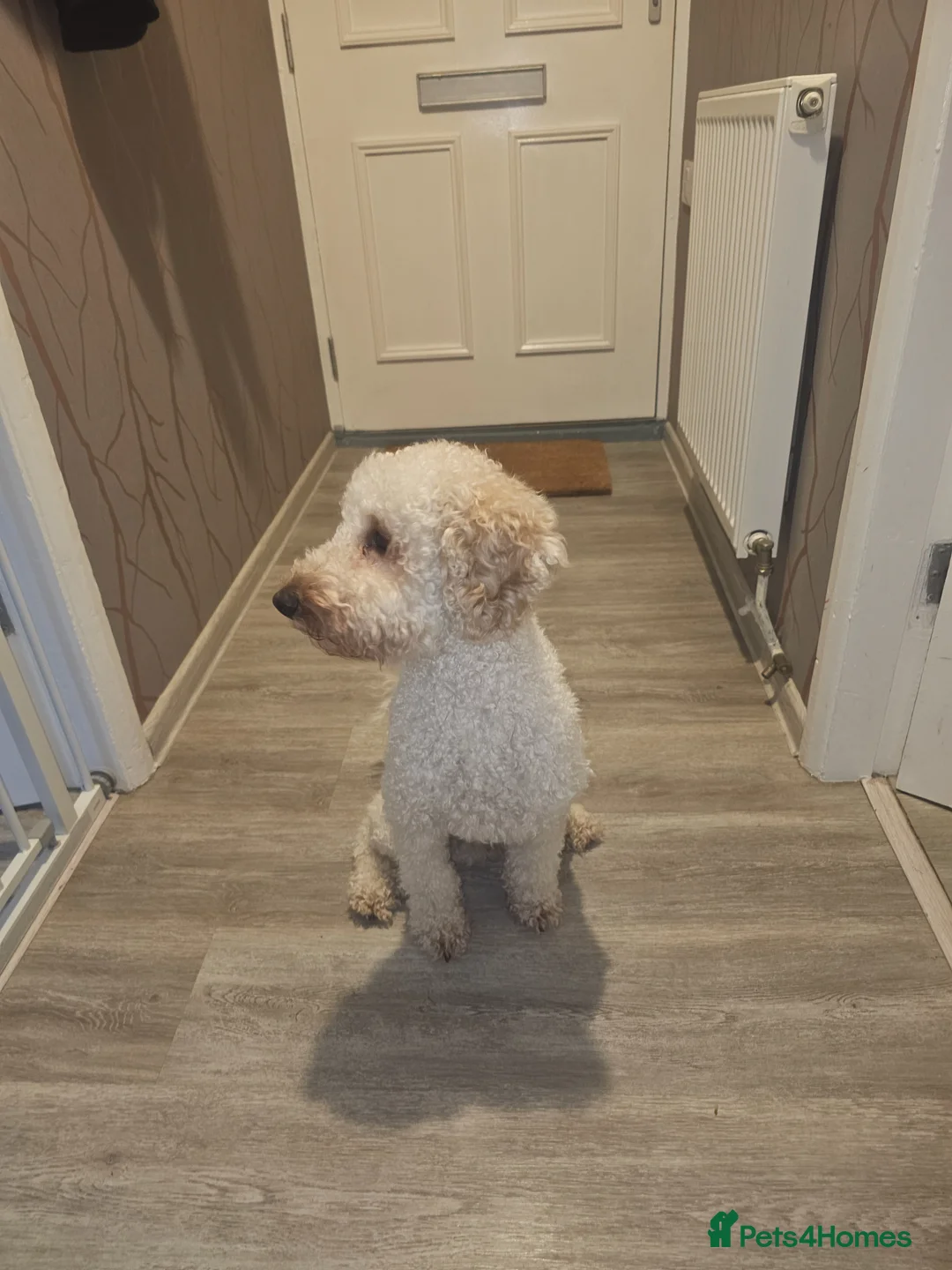 Toy Poodle dogs for stud: Caramel - Advert 6