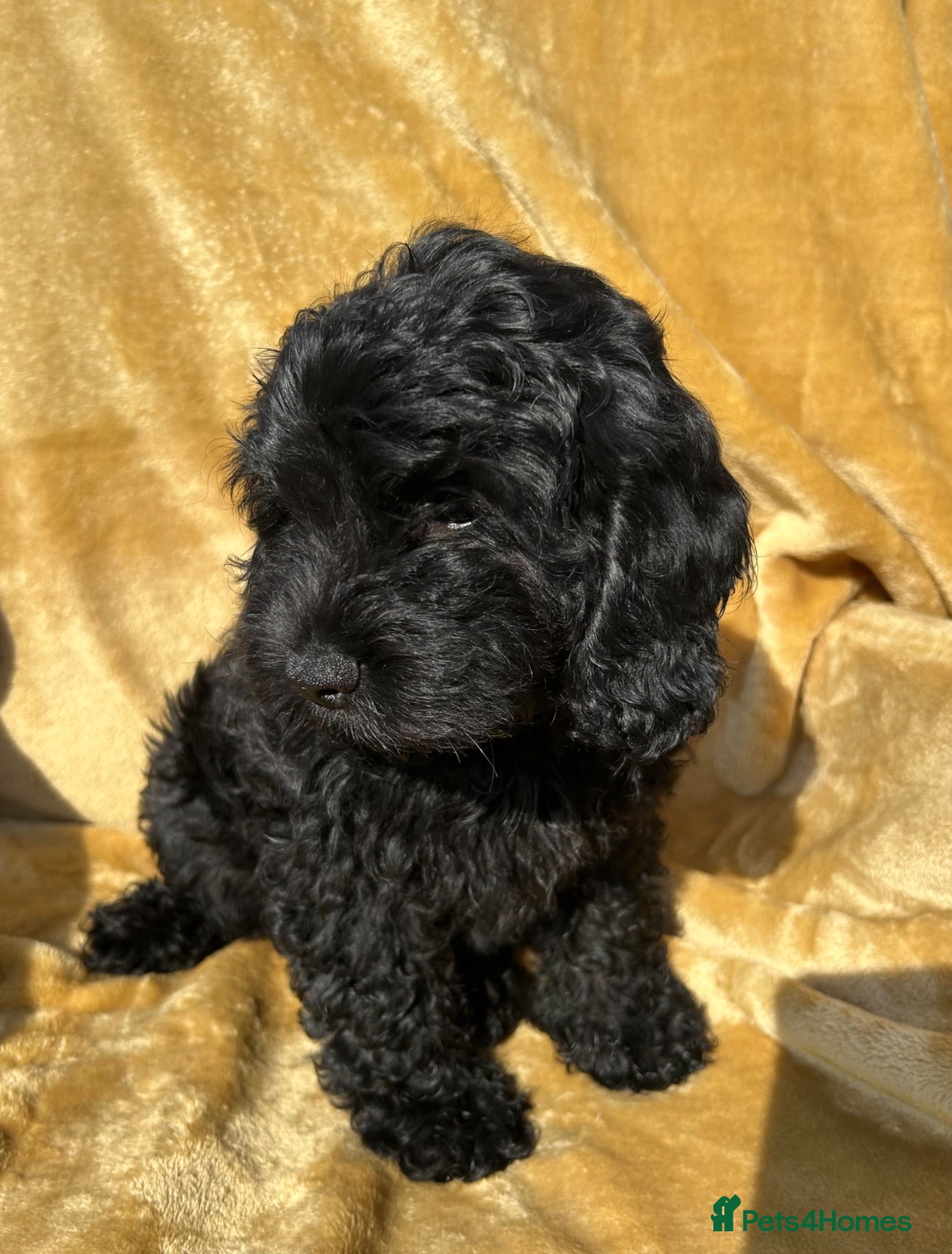 Cockapoo dogs Cockapoo pups f1 - Advert 18