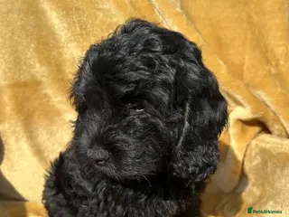 Cockapoo dogs Cockapoo pups f1 - Advert 18