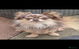 Chihuahua dogs for stud: MARLEY has arrived for stud🏆 DWKC merle boy - Advert 3