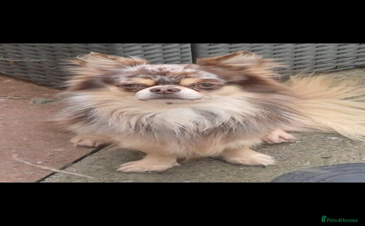 Chihuahua dogs - Advert 1