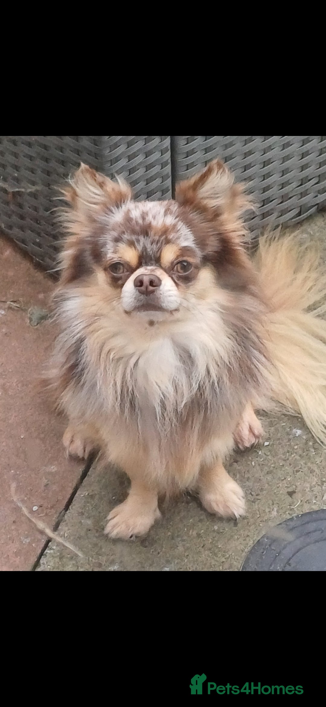 Chihuahua dogs for stud: MARLEY has arrived for stud🏆 DWKC merle boy - Advert 3