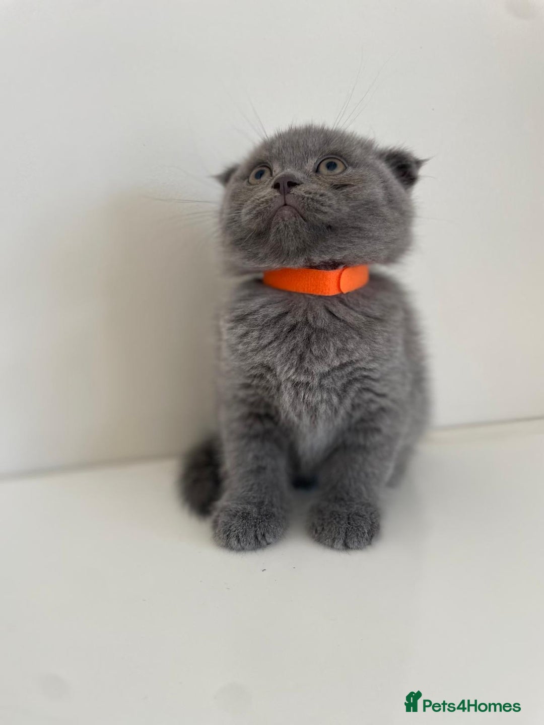Scottish Fold cats for sale: Very Friendly Kittens, Pedigree Scottish Fold  - Advert 25
