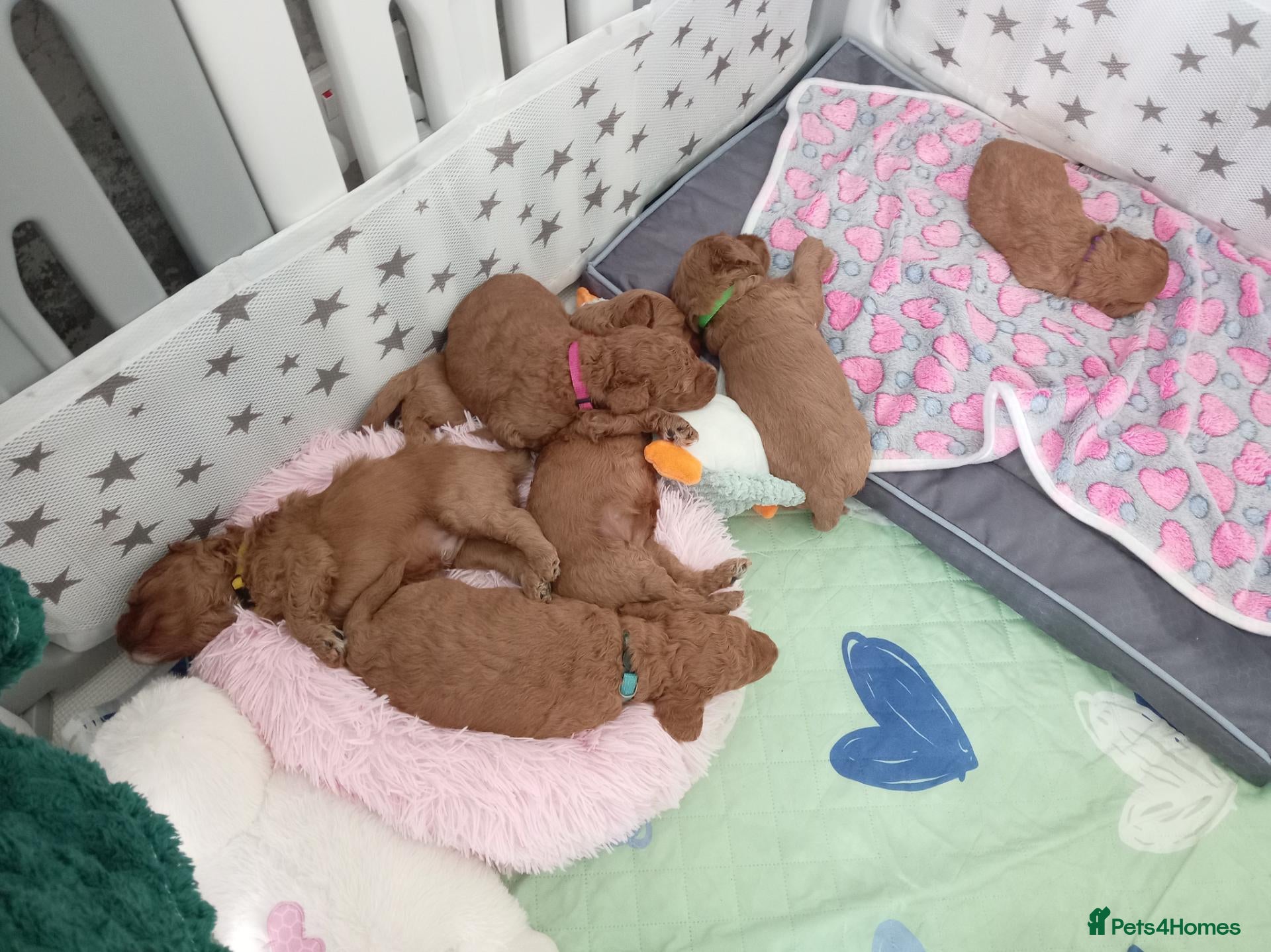 Cockapoo dogs Beautiful F1B Cockapoo Puppies - Advert 1