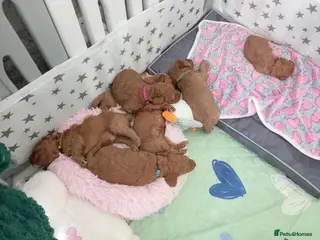 Cockapoo dogs Beautiful F1B Cockapoo Puppies - Advert 2