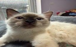 Ragdoll cats for sale: Beautiful sealpoint ragdoll  - Image 2