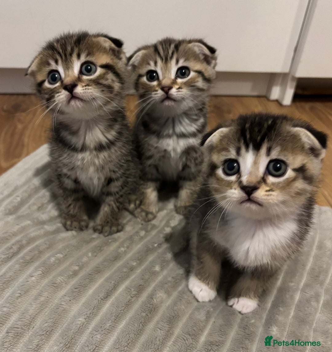 Scottish Fold cats for sale: 4 Scottish fold girl kittens  - Image 2
