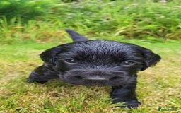 Cocker Spaniel dogs for sale: FTCH, KC REG working cocker pups - Image 7