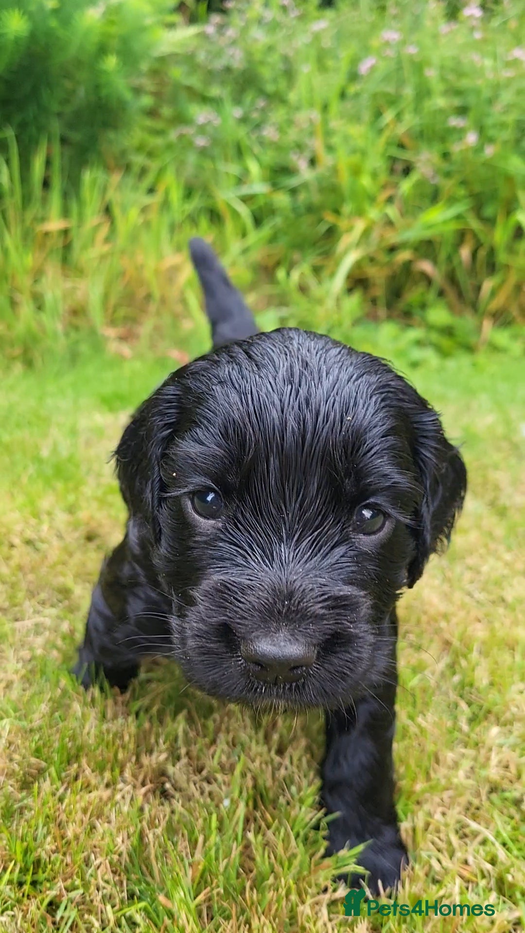 Cocker Spaniel dogs for sale: FTCH, KC REG working cocker pups - Image 7