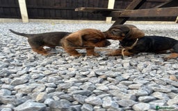 Dachshund dogs for sale: Wire Haired Teckels - Image 15