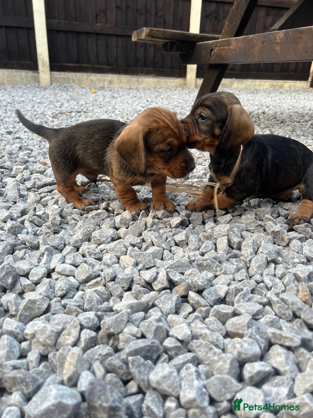 Dachshund dogs for sale: Wire Haired Teckels - Image 15