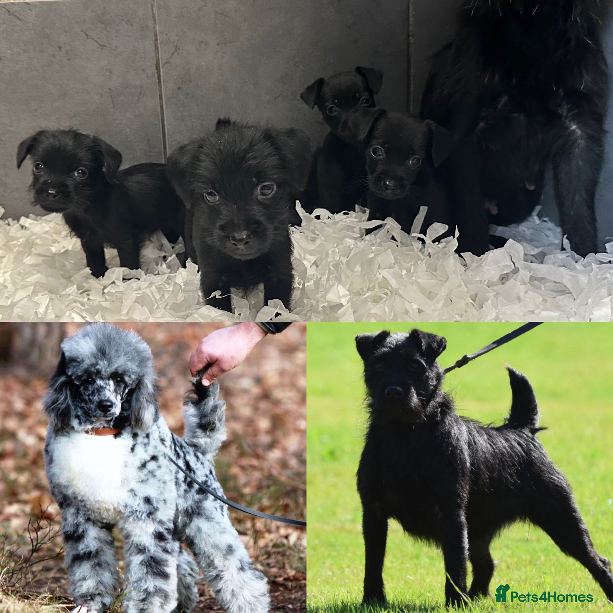 Mixed Breed dogs Patterpoo puppies  - Advert 8