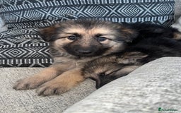 German Shepherd dogs for sale: Ready now 🥰 GSD puppies health tested parents - Image 10