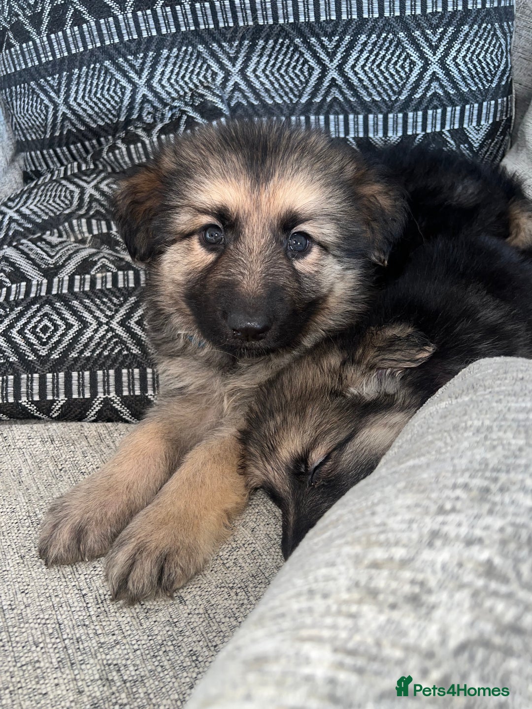 German Shepherd dogs for sale: Ready now 🥰 GSD puppies health tested parents - Image 10