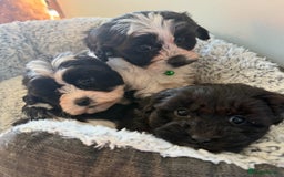 Shihpoo dogs for sale: Toy Shih-Poo Puppies (Shih-Tzu x Toy Poodle) - Advert 3