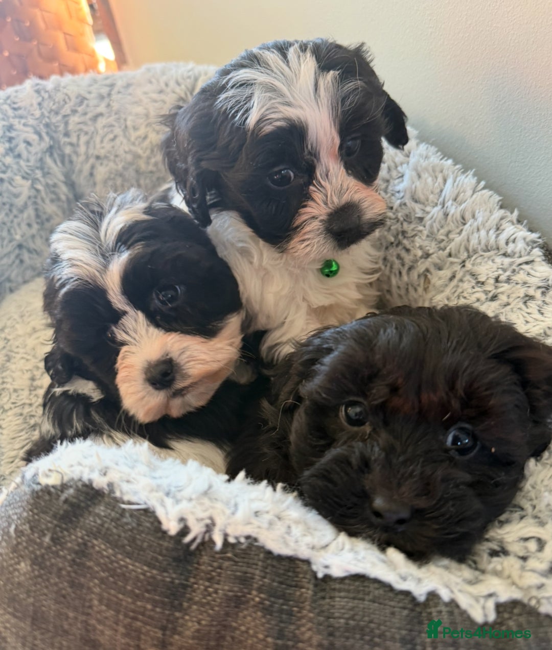Shihpoo dogs for sale: Toy Shih-Poo Puppies (Shih-Tzu x Toy Poodle) - Advert 3