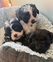 Shihpoo dogs Toy Shih-Poo Puppies (Shih-Tzu x Toy Poodle) - Advert 14