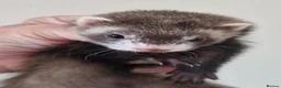 Ferret rodents for sale: Micro Ferrets - Advert 11