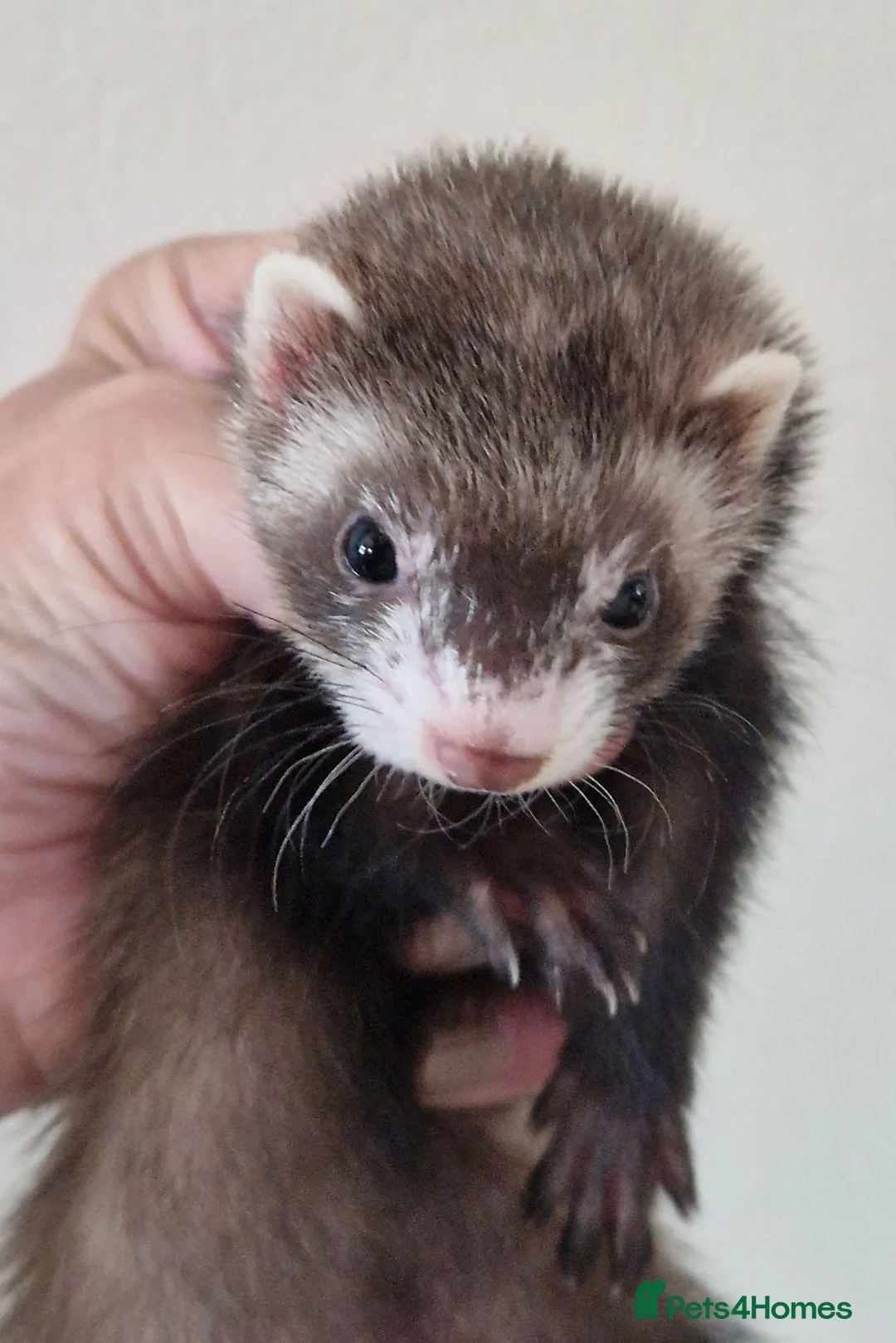 Ferret rodents for sale: Micro Ferrets - Advert 11