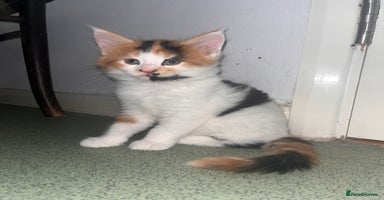 Mixed Breed cats - Advert 16