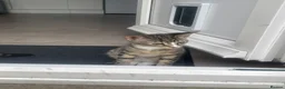 Mixed Breed cats for sale: Two Sisters 16 weeks old - Advert 11