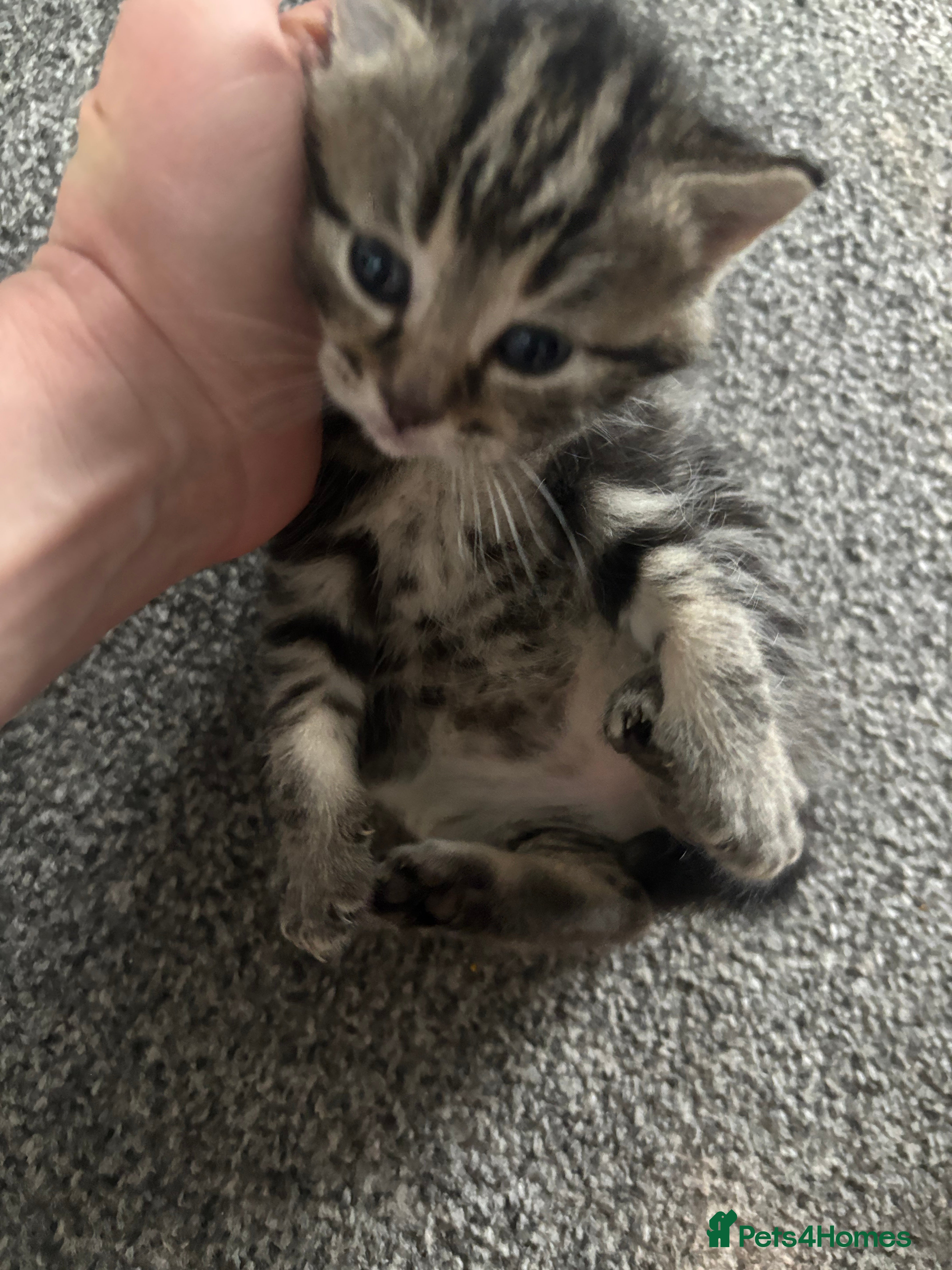 Mixed Breed cats Cute kittens ready next NOW! - Advert 16