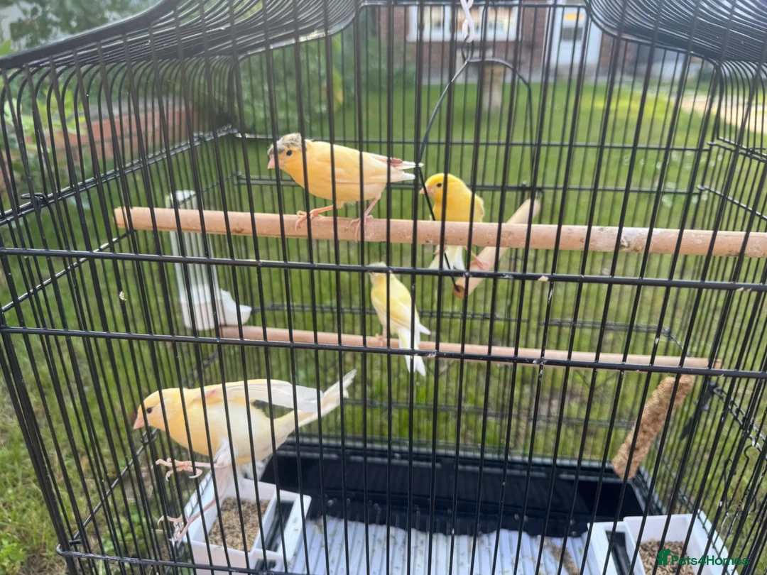 Canaries birds for sale: Canary Family of 4 in Derby - Advert 2