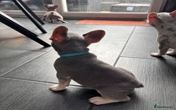 French Bulldog dogs for sale: French Bull Dog Puppies! - Image 3