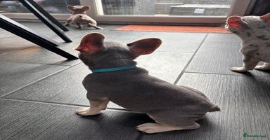 French Bulldog dogs - Advert 14