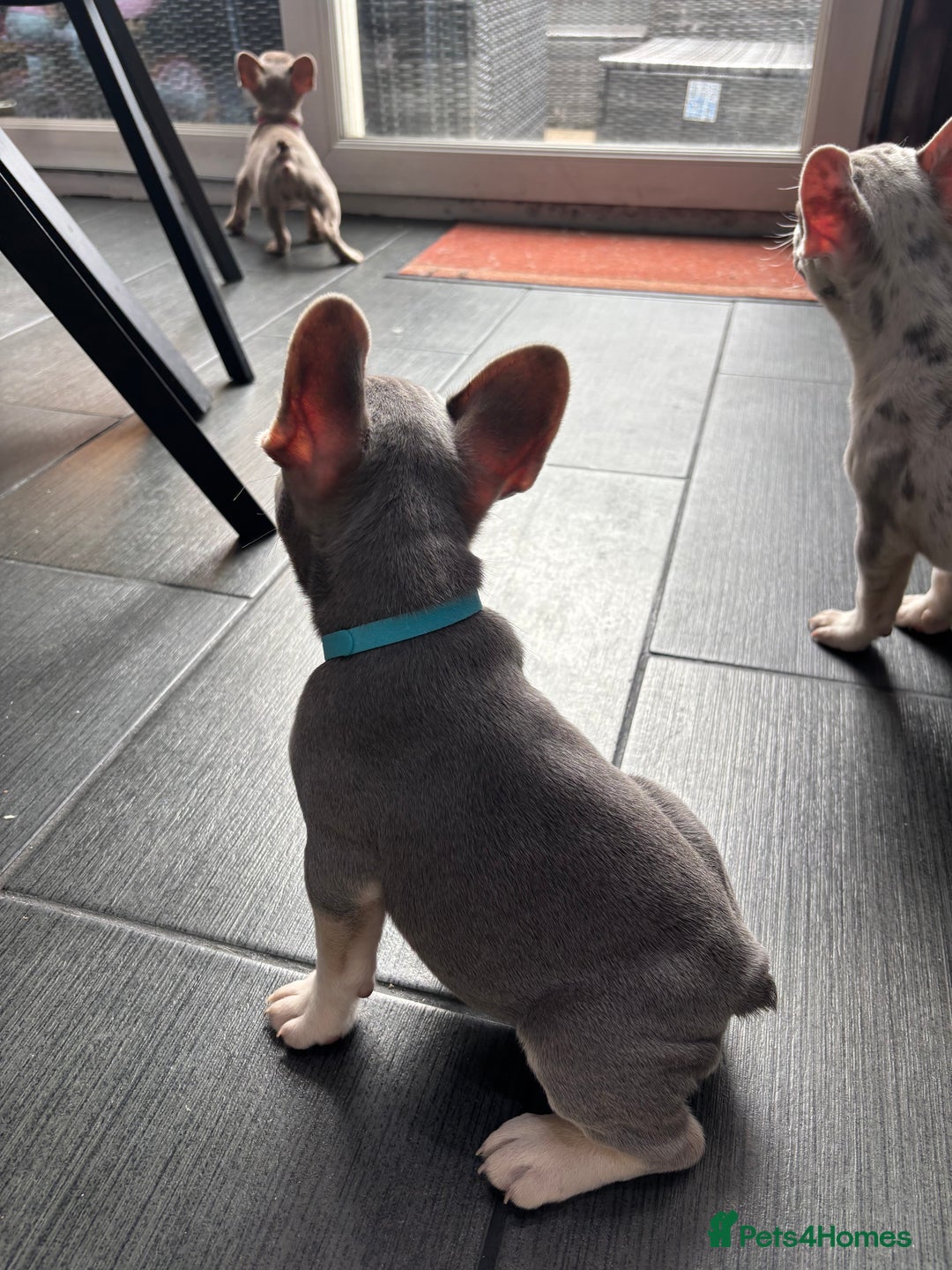 French Bulldog dogs for sale: French Bull Dog Puppies! - Image 3