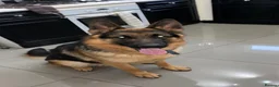 German Shepherd dogs for sale: ⭐️7 Beautiful German Shepherd Puppies⭐️ in Rugby - Advert 33