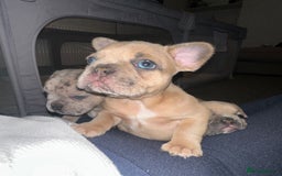 French Bulldog dogs for sale: French bulldog puppies - Image 9