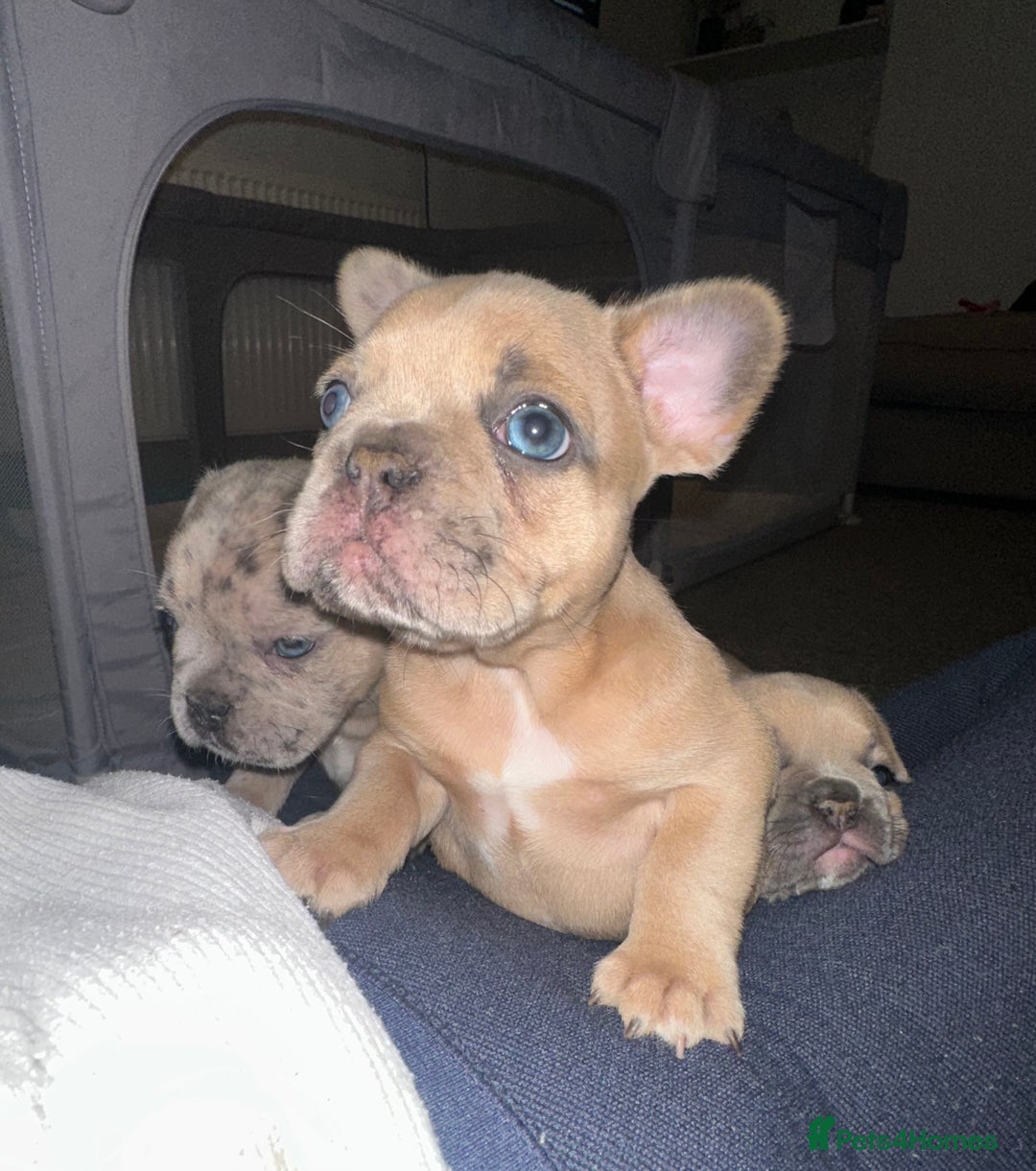French Bulldog dogs for sale: French bulldog puppies - Image 9