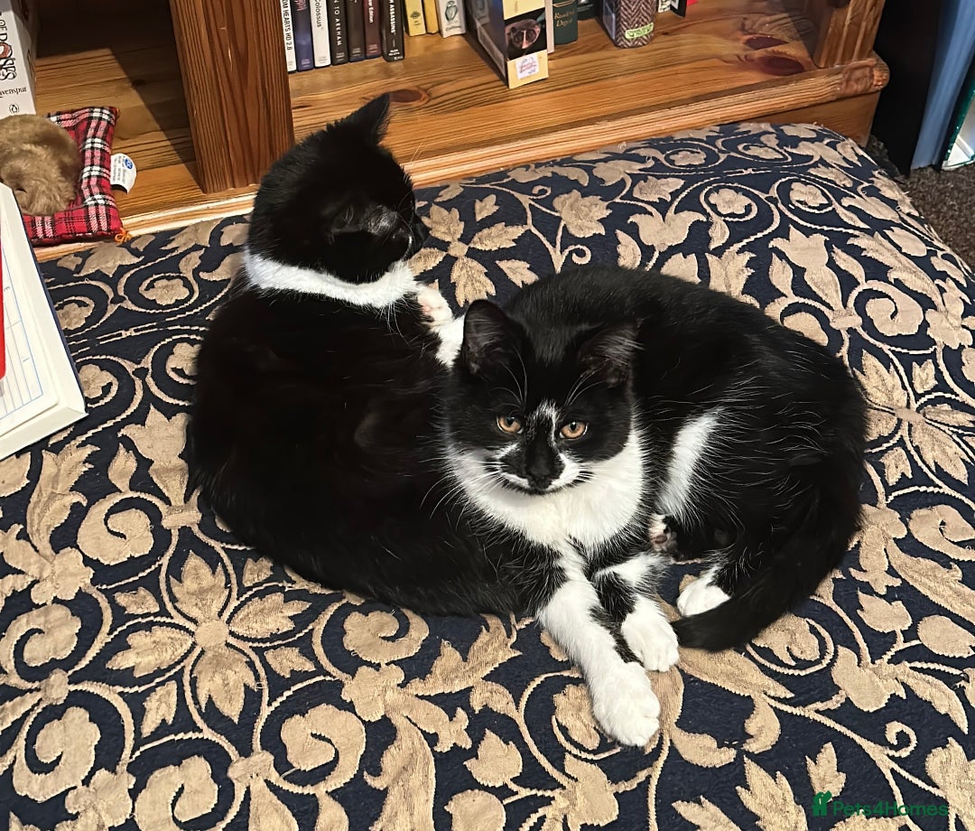 Domestic Shorthair cats for sale: 3 Kittens for sale, 1 boy and 2 girls - Advert 1