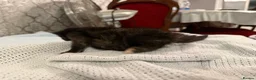 Mixed Breed cats for sale: 4 beautiful kittens for sale  - Advert 7