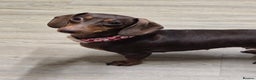 Miniature Dachshund dogs for sale: Chocolate and tan miniature Dachshund  - Advert 1