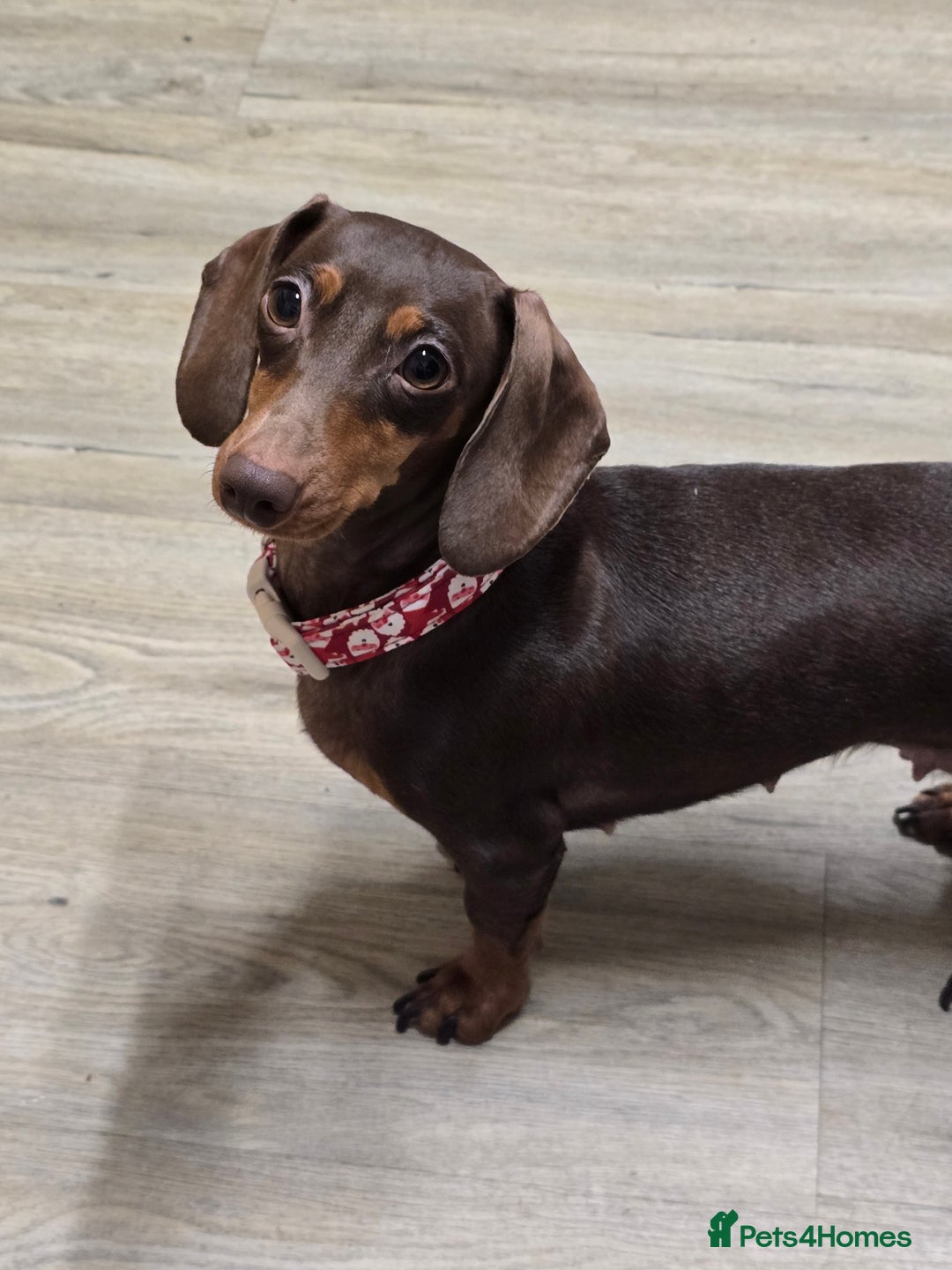 Miniature Dachshund dogs for sale: Chocolate and tan miniature Dachshund  - Advert 1
