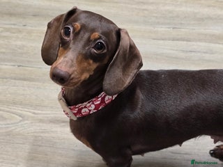 Miniature Dachshund dogs Chocolate and tan miniature Dachshund - Advert 1