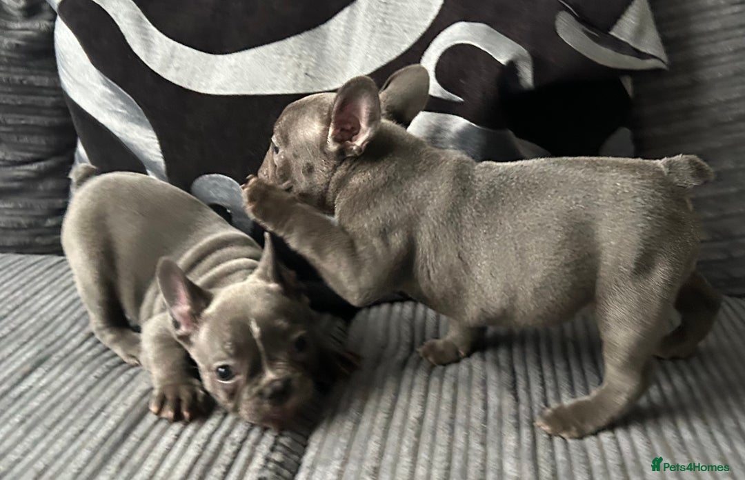 French Bulldog dogs for sale: French Bulldog Blue Girl 12 weeks old ! Last one - Advert 11