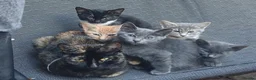 Mixed Breed cats for sale: 6 Beautiful Kittens Looking for Forever Homes - Advert 1