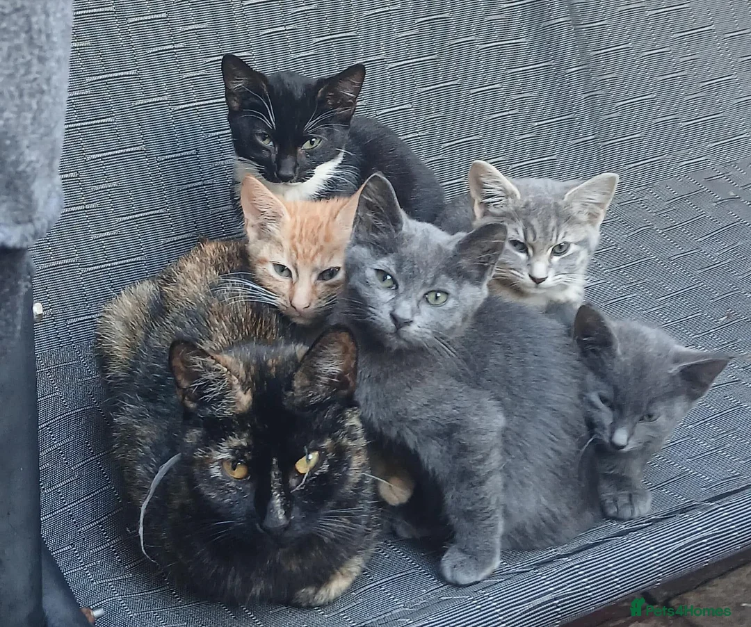 Mixed Breed cats for sale: 6 Beautiful Kittens Looking for Forever Homes - Advert 1