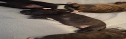 Staffordshire Bull Terrier dogs for sale: Beautiful Staffordshire bull terrier pups ❤️🐶 - Advert 8