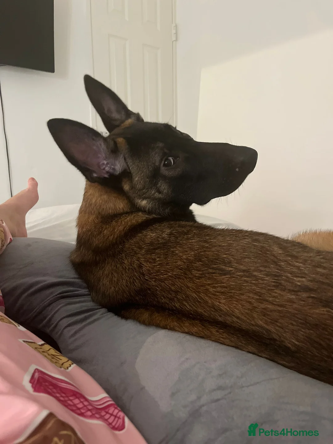 Belgian Shepherd Dog dogs for sale: Belgian mallinois 6 month old puppy in Durham - Advert 2