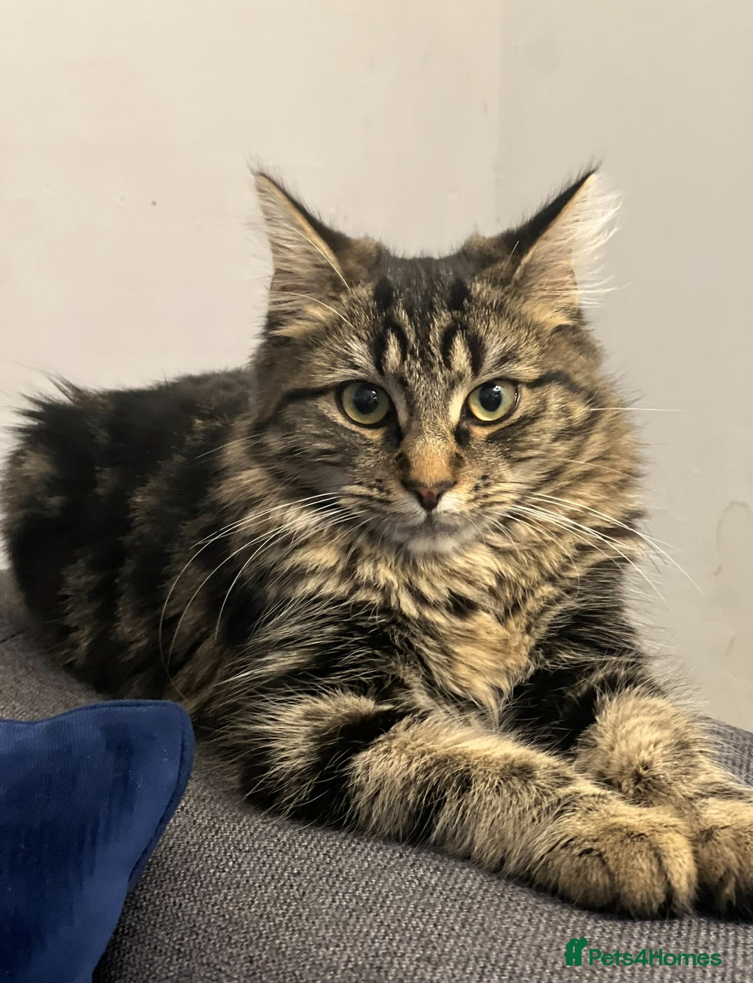 Mixed Breed cats for sale: 4 Maine coon kittens available now  - Advert 18