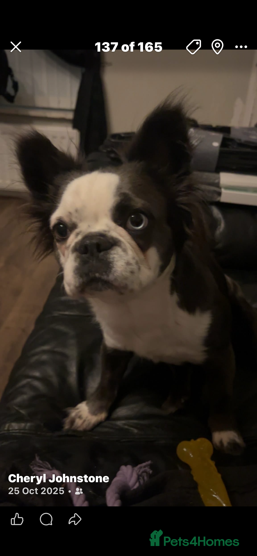 French Bulldog dogs for sale: Fluffy French Bulldog - Advert 10