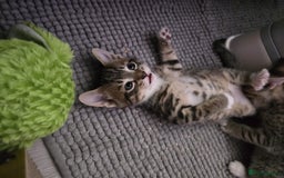 Domestic Shorthair cats for sale: 🐾Playful Kittens -Tabby or black/white🐾 - Image 19